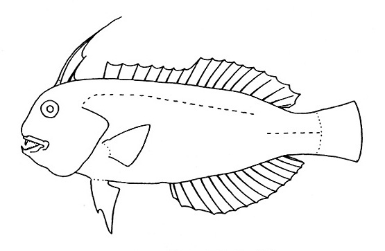 Representative of the family Labridae (Gosline & Brock, 1960, fig. 76)